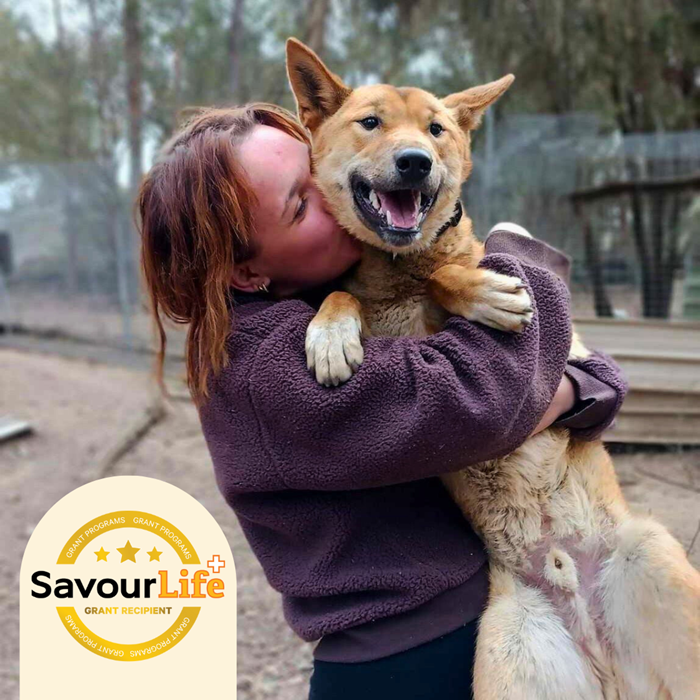 Sydney Dingo Rescue awarded grant to get them back on the road!